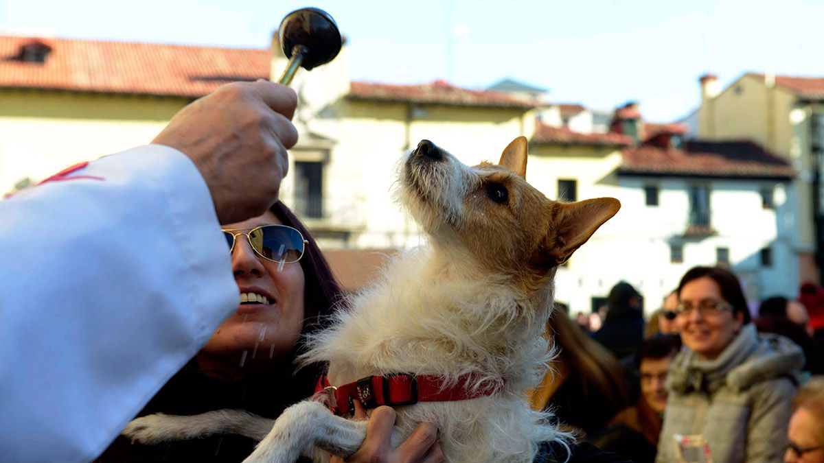 La bendición de animales por San Antón congregará a miles de mascotas en San Marcelo. | MAURICIO PEÑA