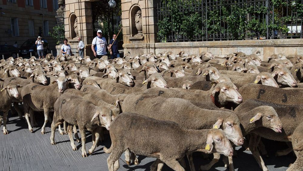 La trashumancia ya es Patrimonio Cultural Inmaterial