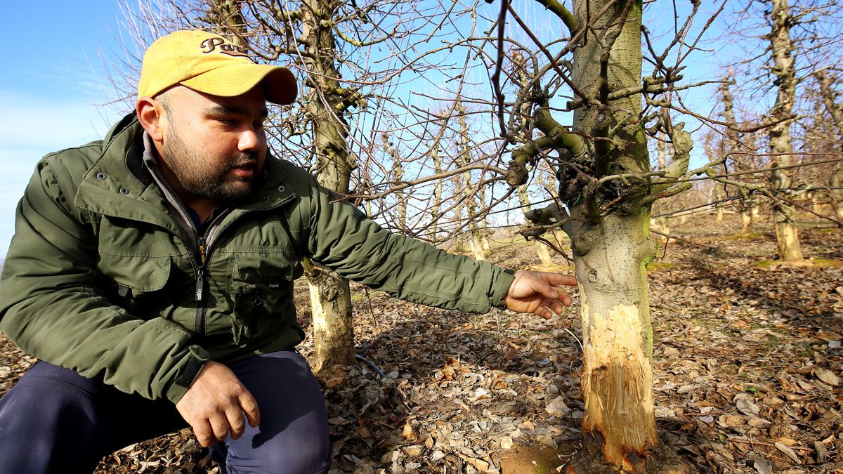 Frutales dañados por la plaga de conejos en una finca en la localidad de Narayola. | CÉSAR SÁNCHEZ (ICAL)