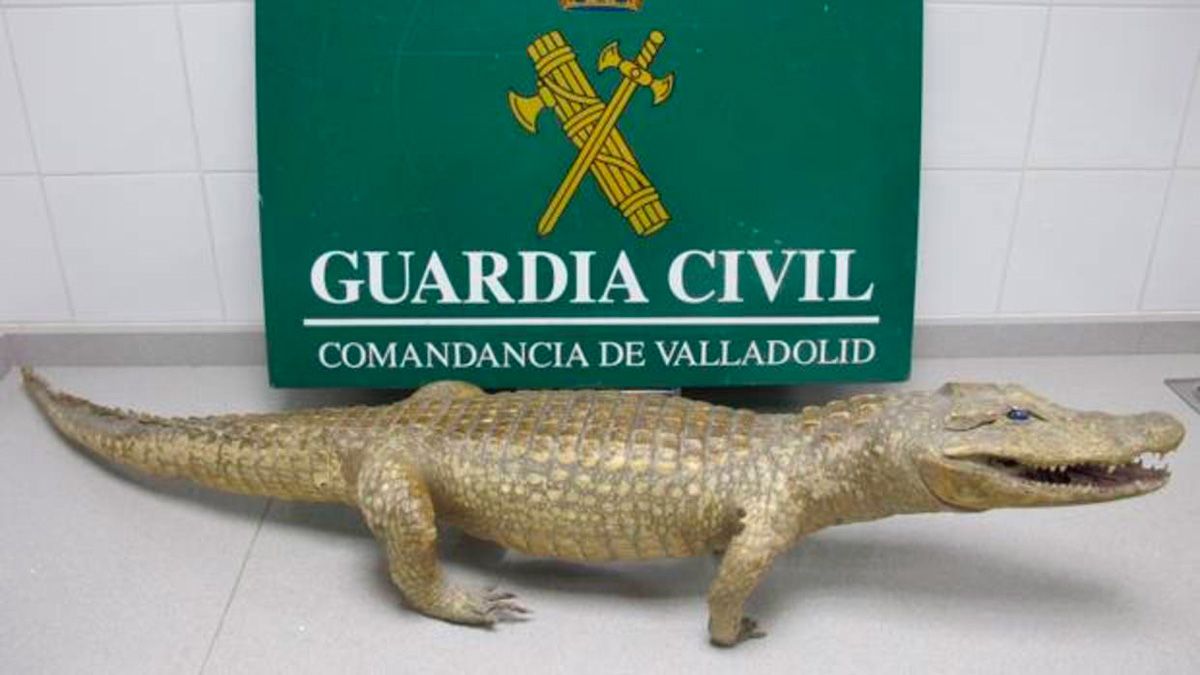 caiman-guardia-civil-valladolid-15218.jpg caiman-guardia-civil-valladolid-15218.jpg