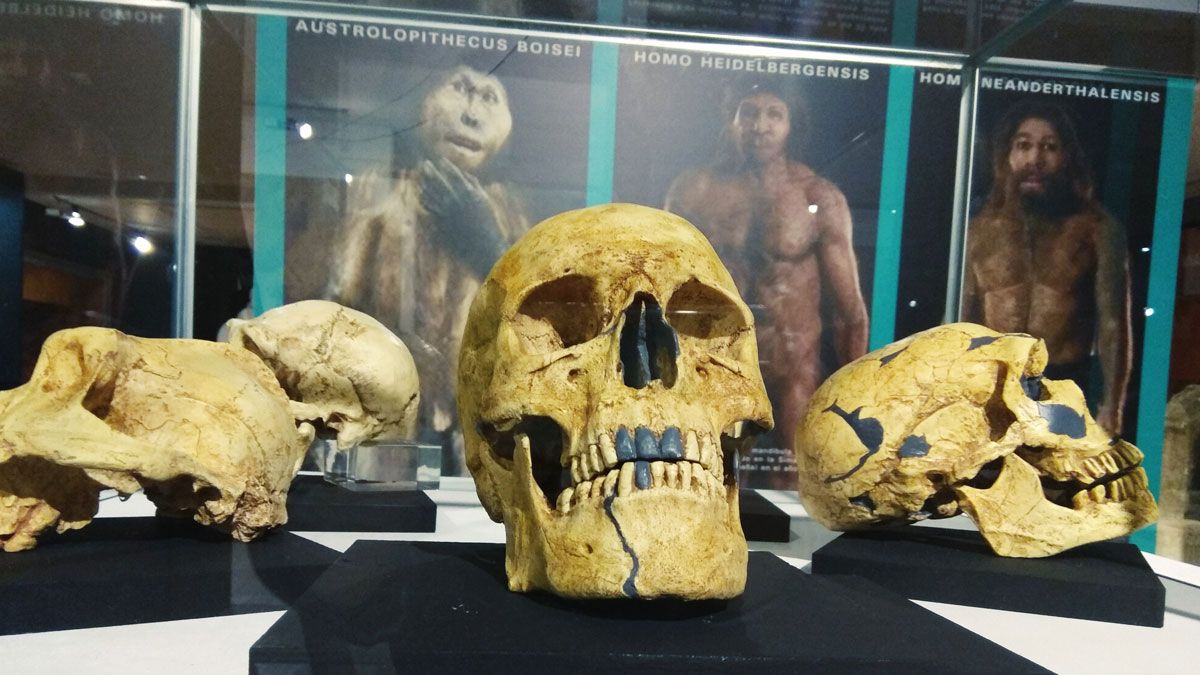 La parte clave de la muestra es la dedicada a la evolución humana con el cráneo conocido como Miguelón. |  MARCA