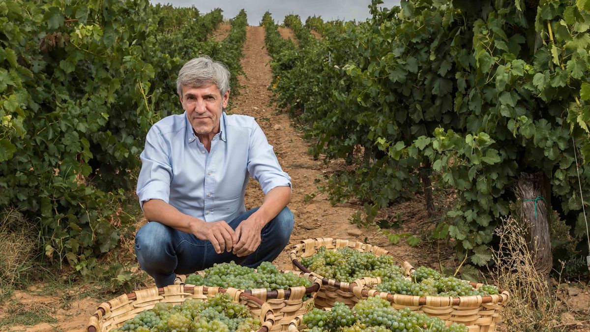 Emilio Moro con las uvas Godello bercianas. | B. EMILIO MORO