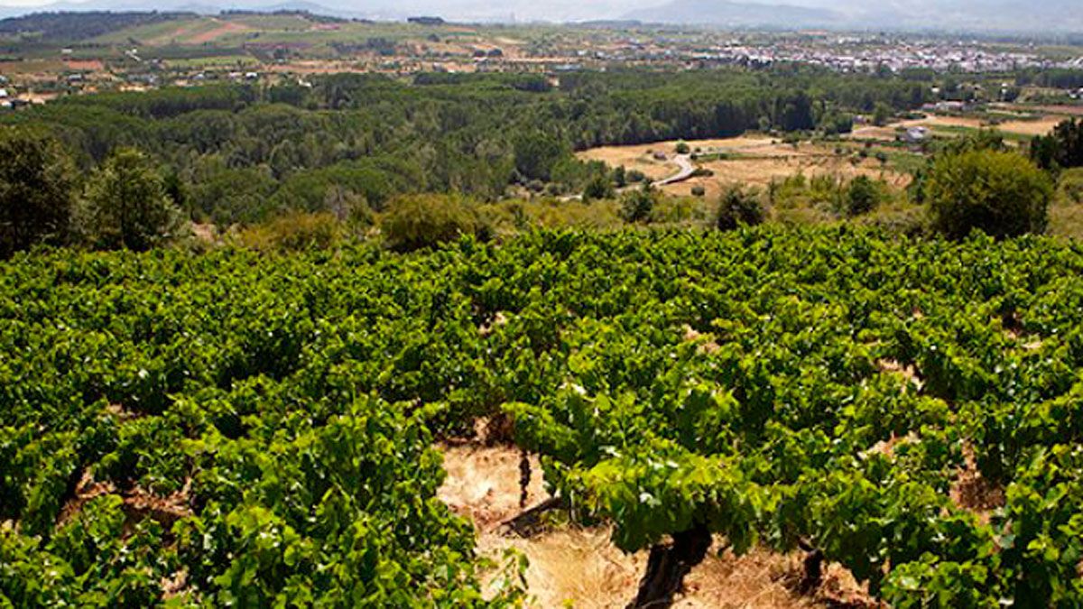 Viñedos de Gancedo en Quilós.