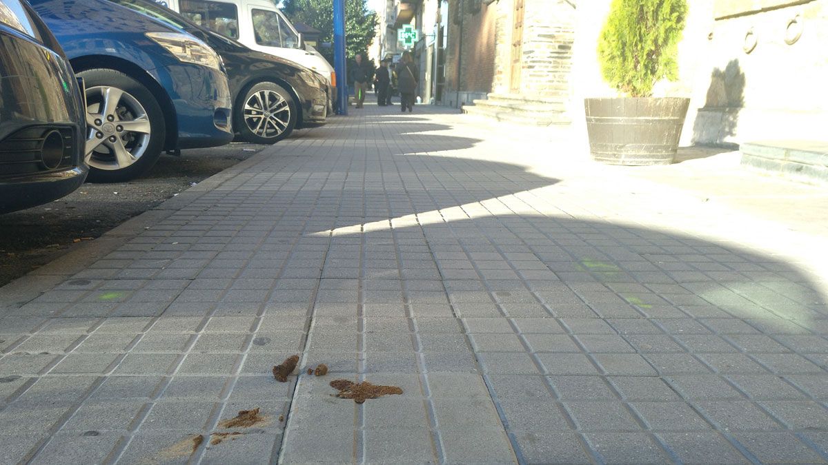 El problema de suciedad por culpa de la no recogida de excrementos es notable en las calles. | MAR IGLESIAS El problema de suciedad por culpa de la no recogida de excrementos es notable en las calles. | MAR IGLESIAS