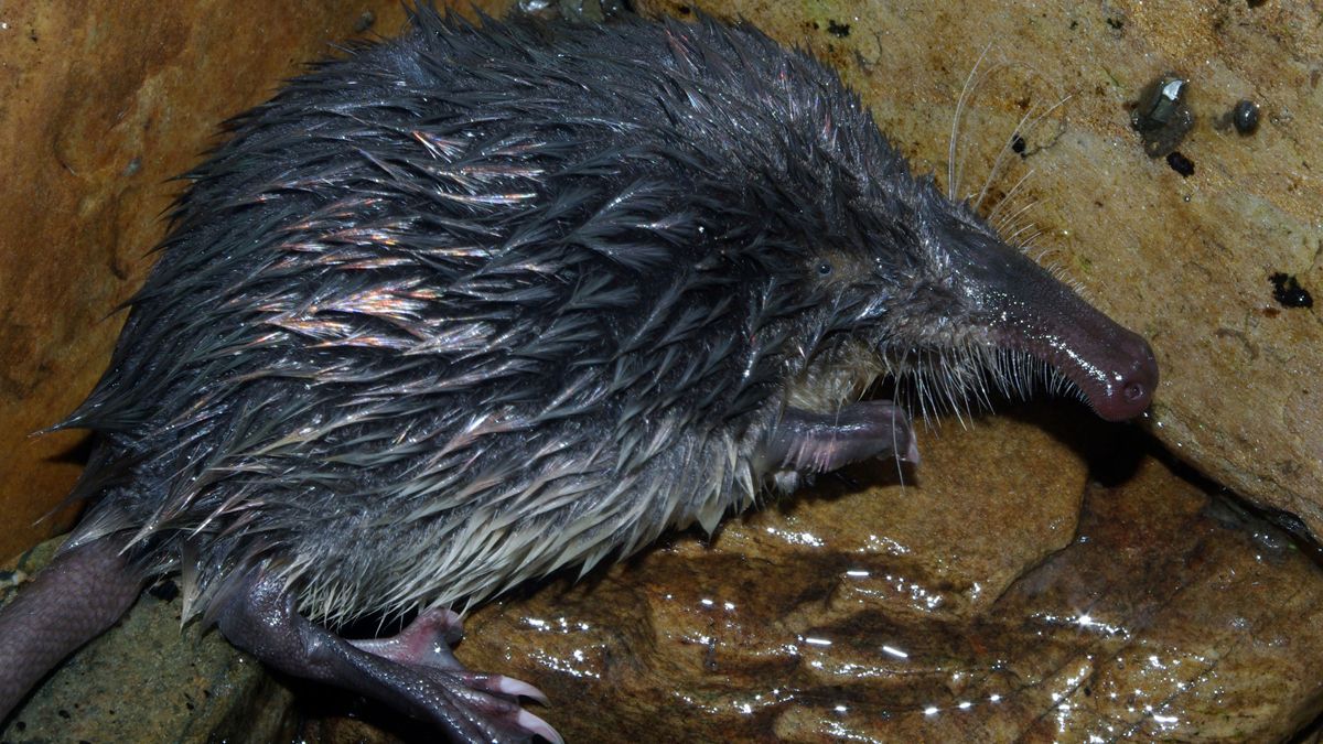 Ejemplar de desmán ibérico. | ICAL