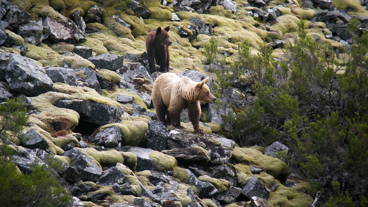 Osa con cría de segundo año en al Alto Sil leonés. | FUNDACIÓN OSO PARDO / ICAL