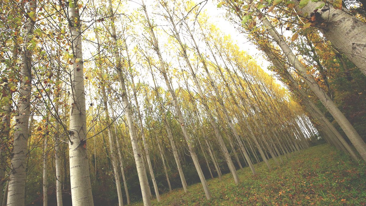 Una plantación de árboles en el Bierzo. | Ical