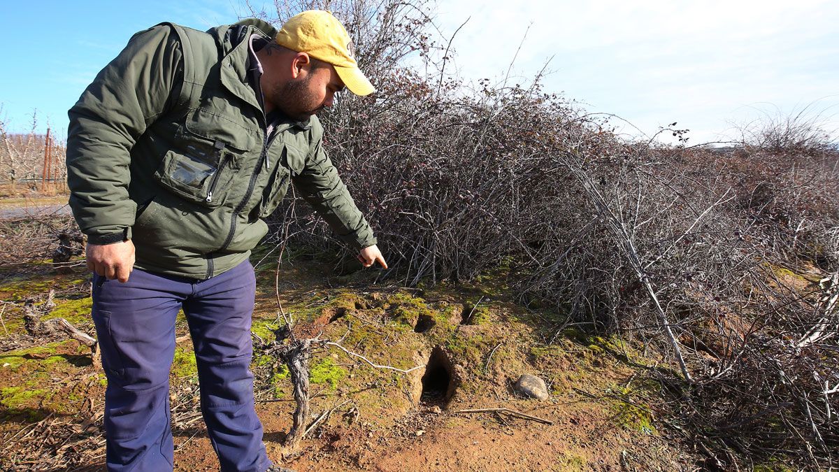 Los daños que está causando el conejo se contabilizan en múltiples pérdidas. | ICAL