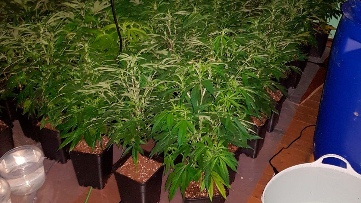marihuana-trobajo-12318.jpg marihuana-trobajo-12318.jpg