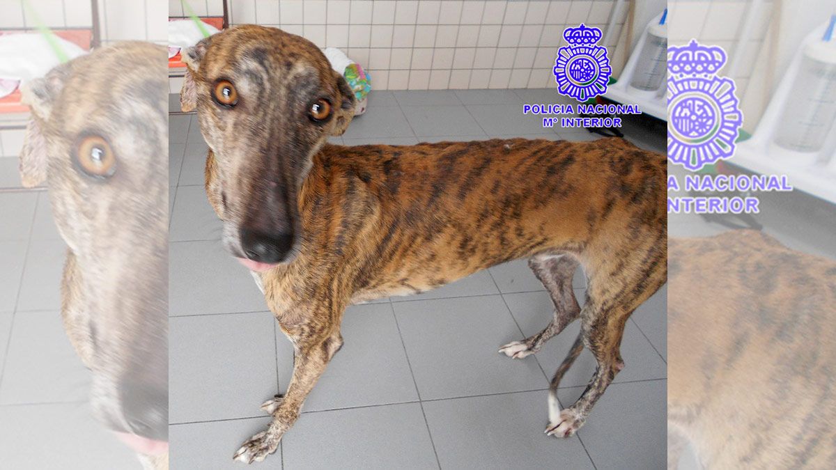 maltrato-galgo-13318.jpg maltrato-galgo-13318.jpg