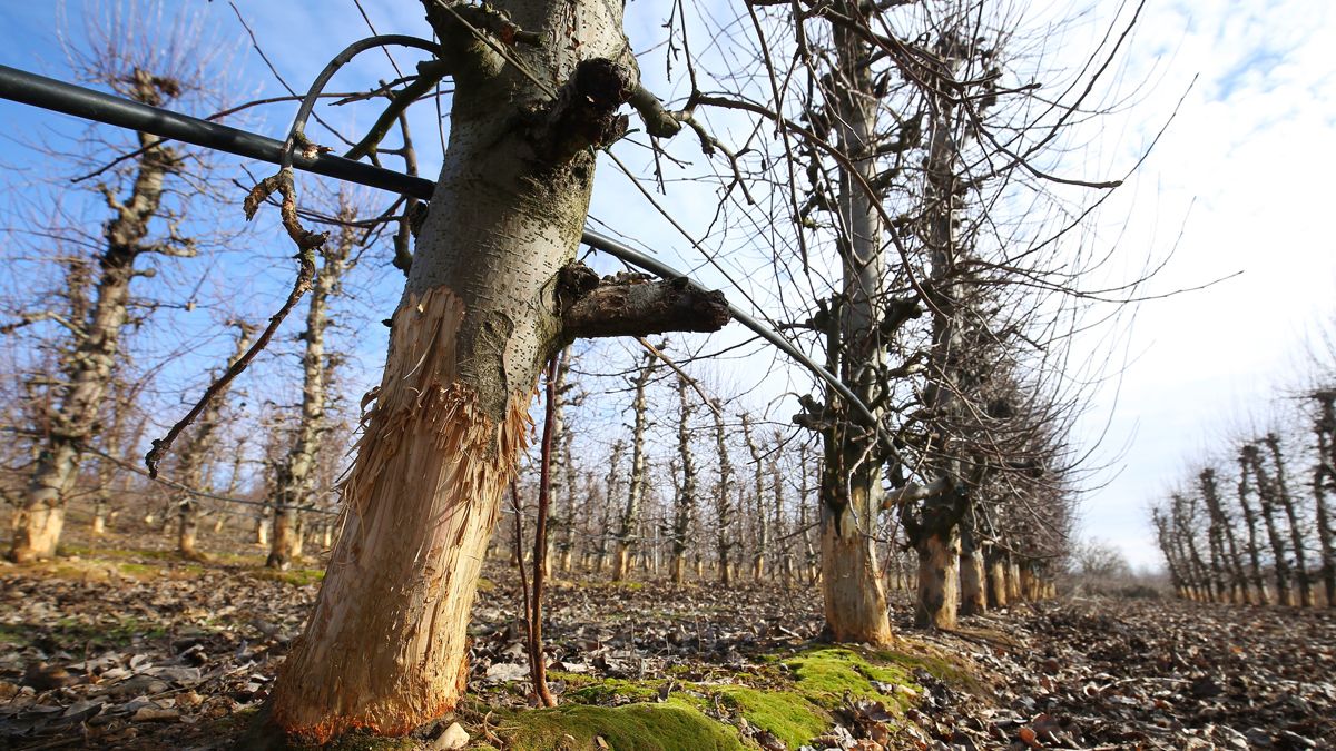 Frutales dañados por la plaga de conejos en una finca en la localidad de Narayola. | CÉSAR SÁNCHEZ (ICAL)