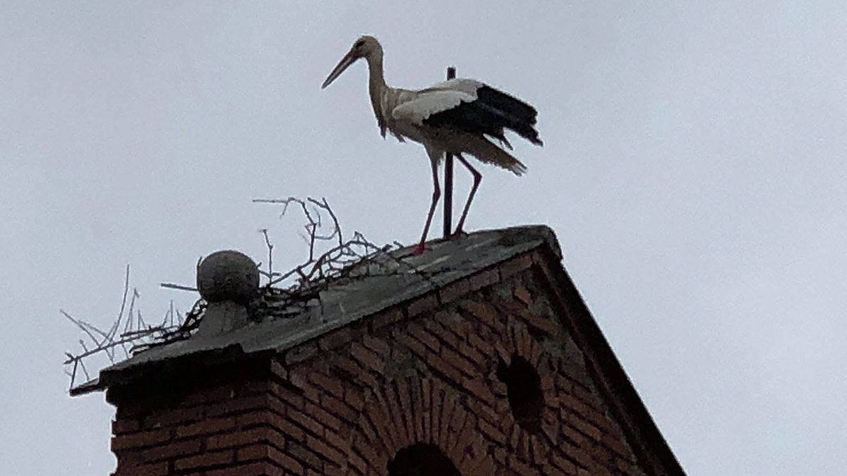 La cigüeña trata de rehacer su nido en el campanario. | L.N.C.