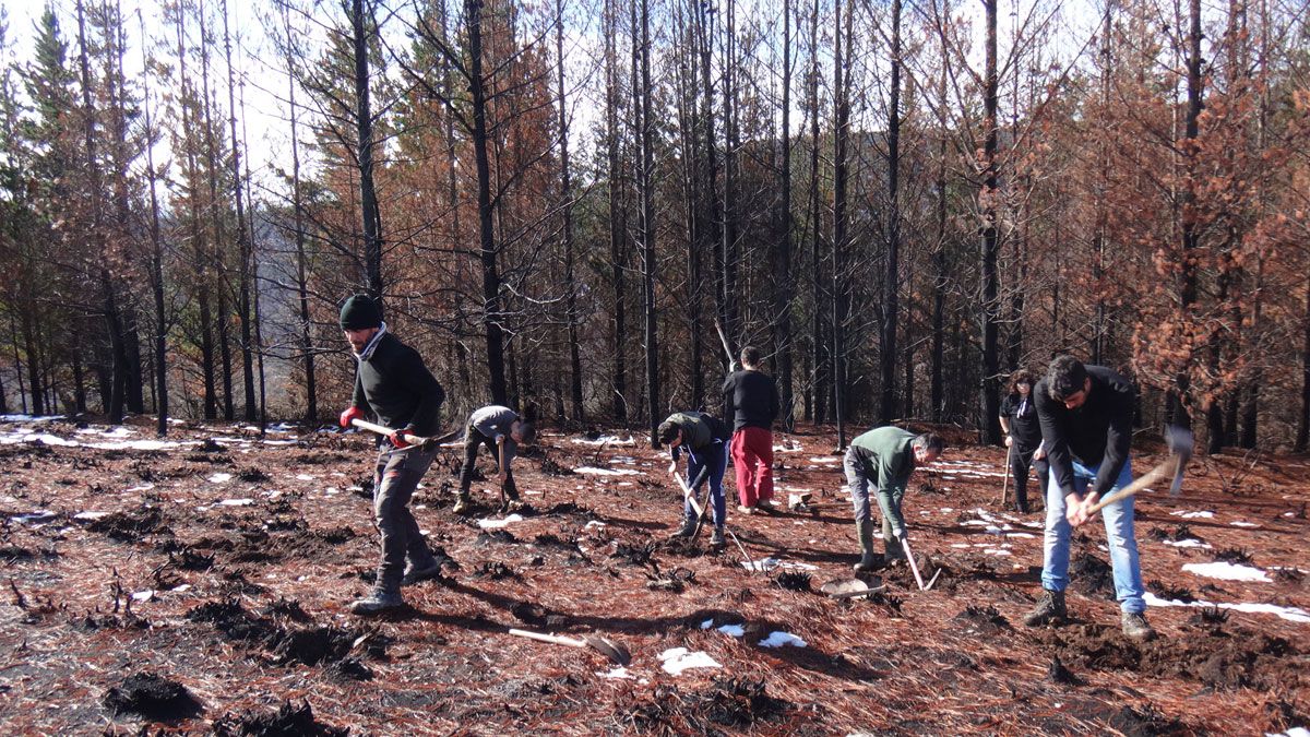 Actividad de limpieza de un bosque quemado de la comunidad del CRA La Abadía. | CRA