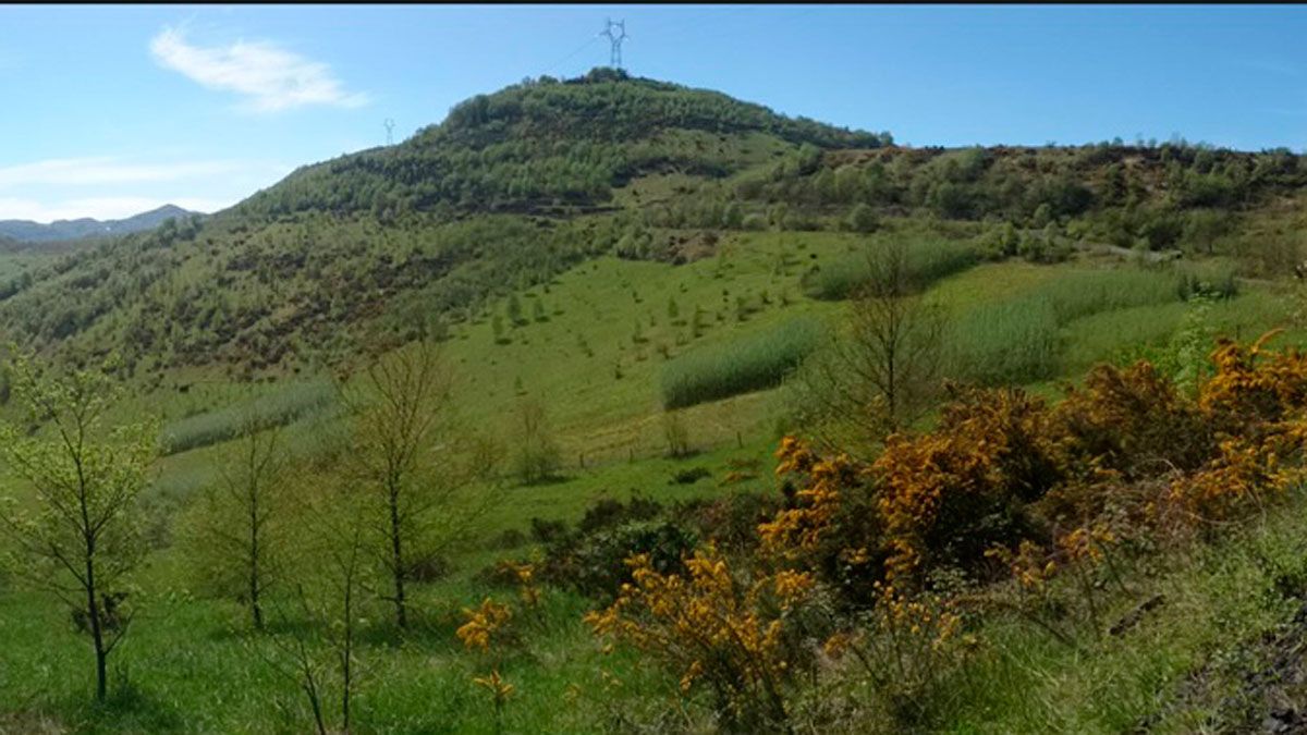 Lo que había sido una escombrera de una mina a cielo abierto presenta ahora este aspecto con diversas plantaciones de árboles diferentes.