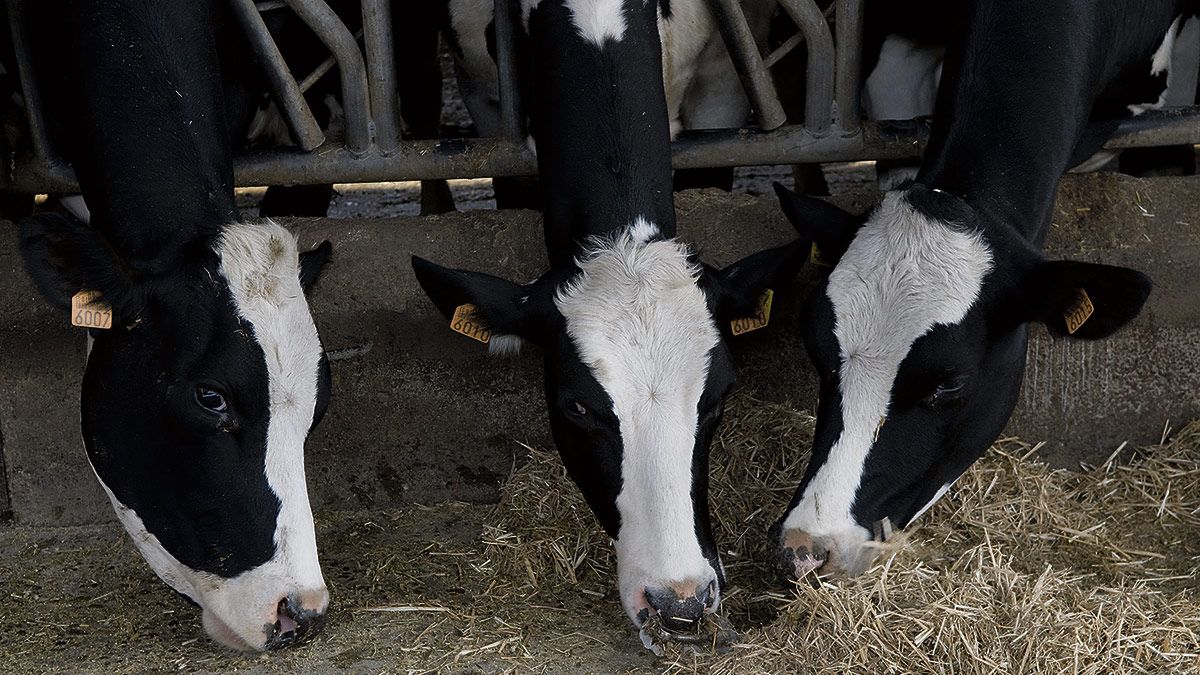 Imagen de archivo de ejemplares de vacuno de leche de una explotación de la provincia. | MAURICIO PEÑA