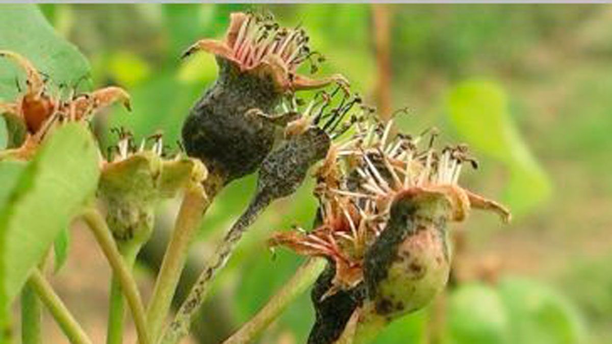 Imagen de cómo afecta la plaga al peral. | AGRO.ES Imagen de cómo afecta la plaga al peral. | AGRO.ES