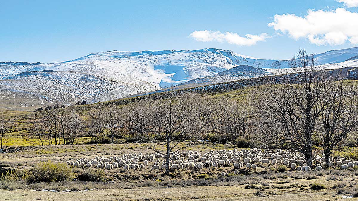 Una imagen bucólica de las faldas del Teleno. | VICENTE GARCÍA