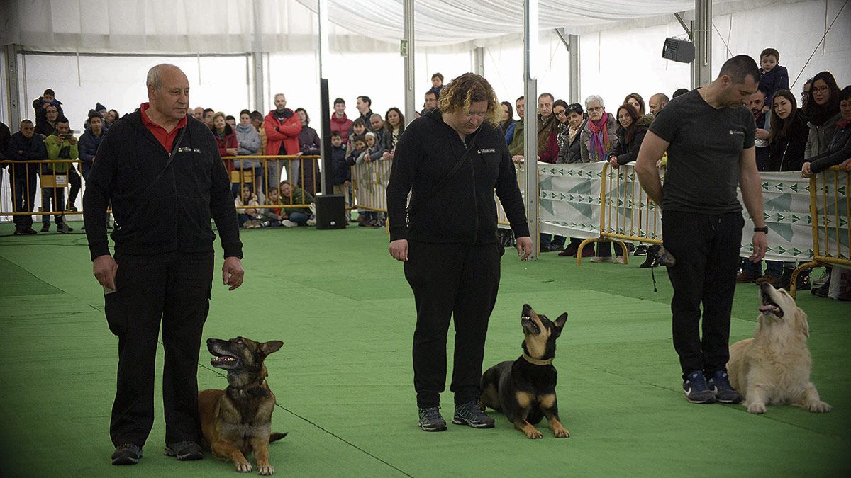 Durante la hora y media de espectáculo, los perros realizaron una gran variedad de ejercicios. | MAURICIO PEÑA