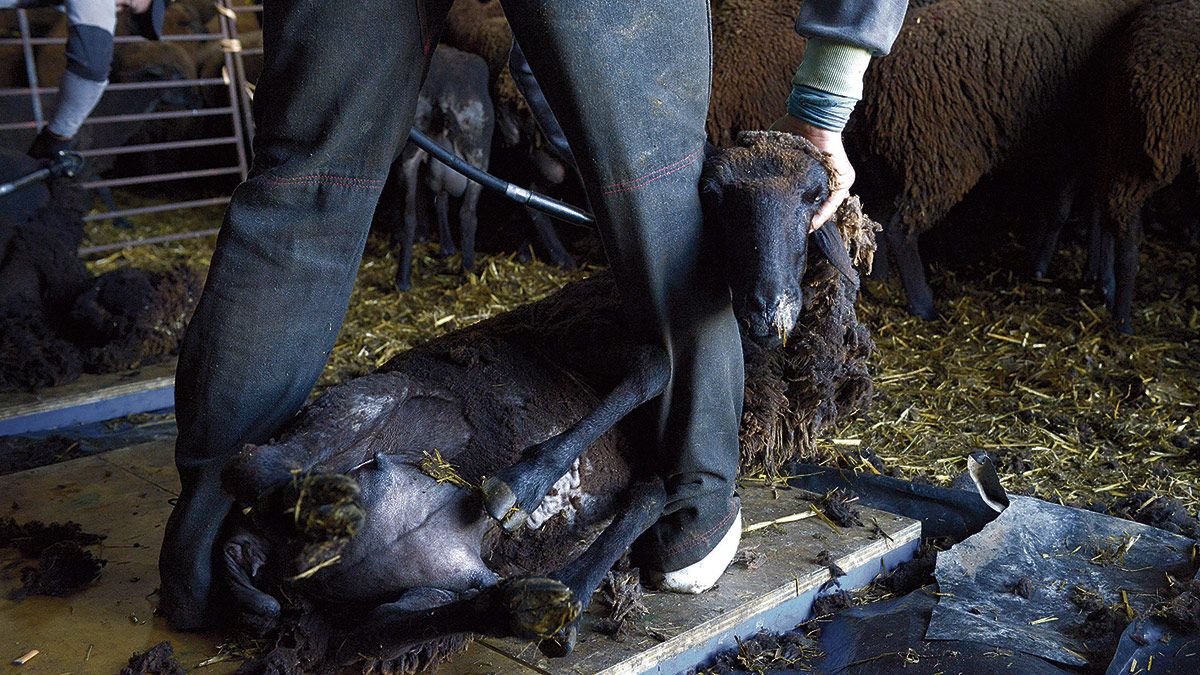 En el hatajo que Violeta y Goyo tienen en San Pelayo los esquiladores se afanan en preparar las ovejas para el calor. | REPORTAJE GRÁFICO: MAURICIO PEÑA