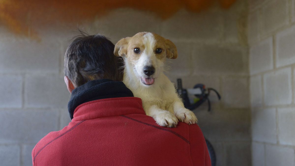 Los perros abandonados son recogidos por la Asociación Protectora Guau. | MAURICIO PEÑA