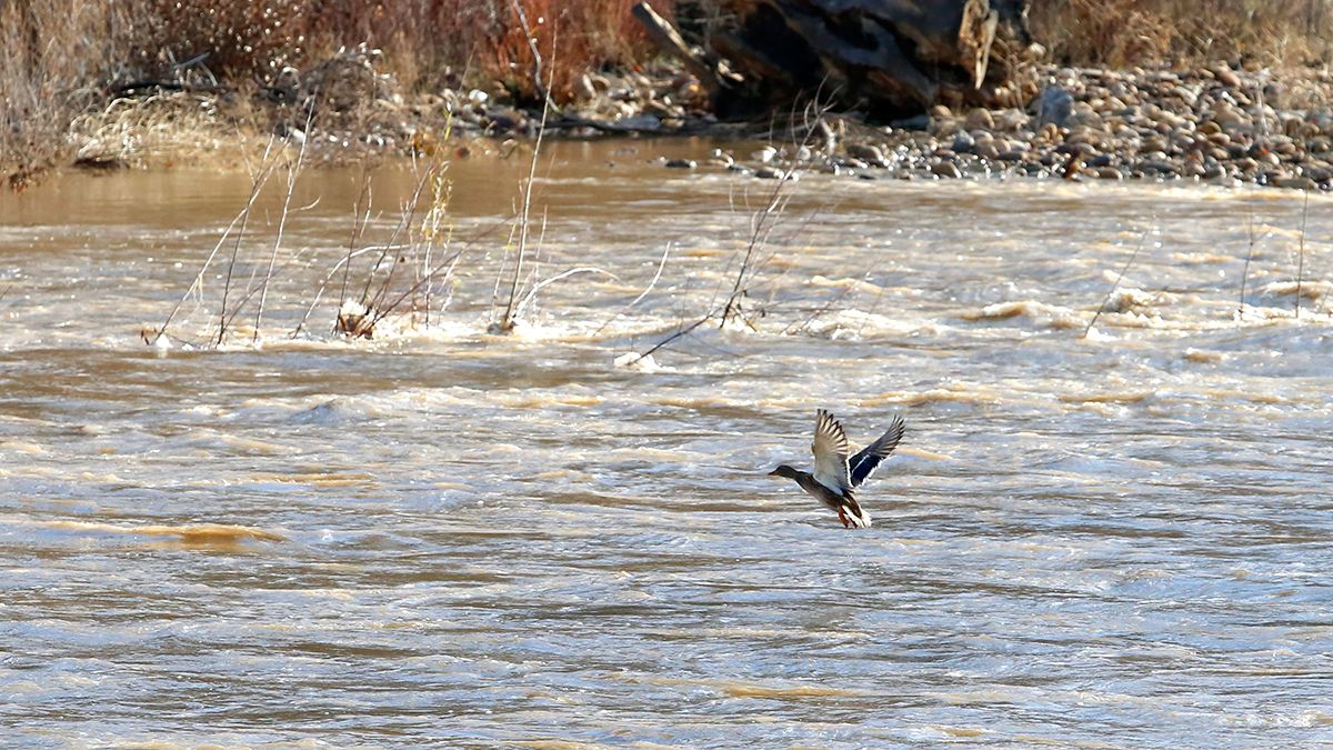 Crecida del río Bernesga a su paso por León tras el temporal de lluvia y viento. | ICAL