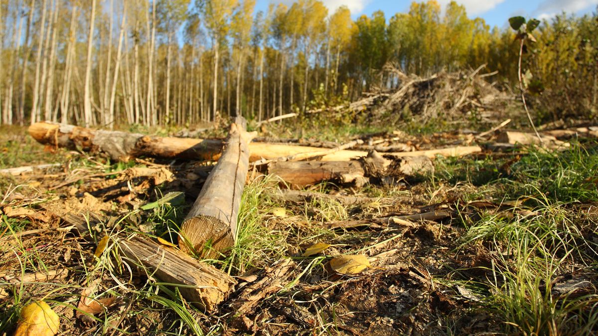 Plantean la biomasa como combustible de futuro en el Bierzo. | Ical