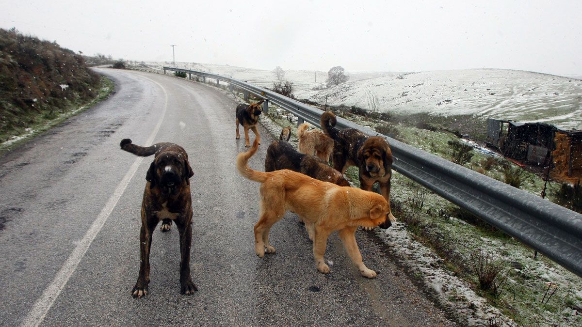 Imagen de la carretera de acceso a San Cristóbal durante las últimas nieves. | ICAL