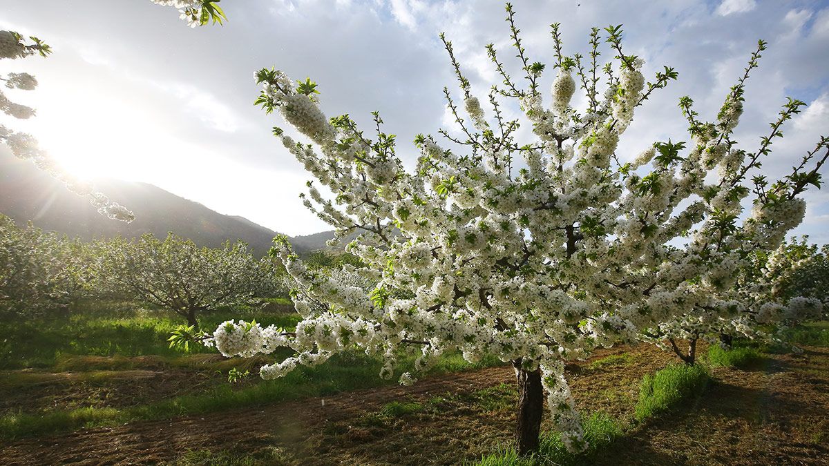 Cerezos en flor en Corullón. | C.S. (Ical) Cerezos en flor en Corullón. | C.S. (Ical)