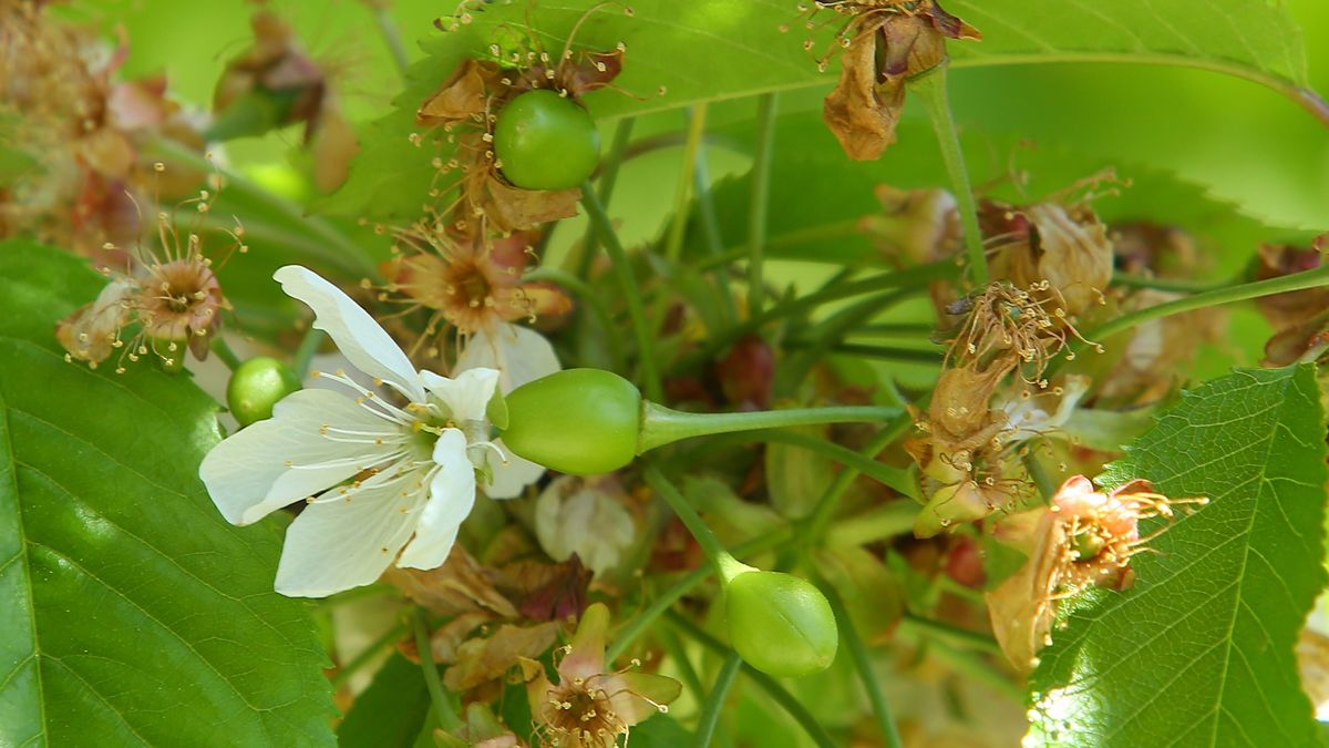 Nuevos brotes de cerezas de la Marca de Garantía del Bierzo. | C. SÁNCHEZ (ICAL)