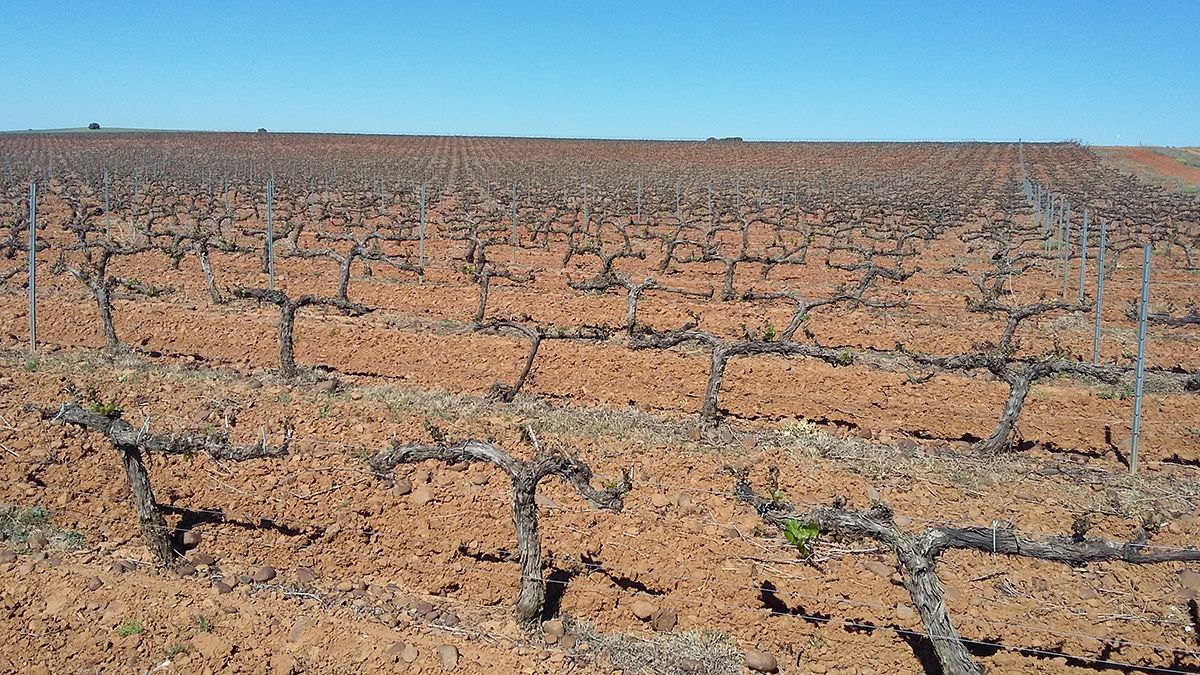 Imagen tomada por Alejandro González tras las heladas a finales de abril, las que marcaron los viñedos y también la DO Tierra de León.