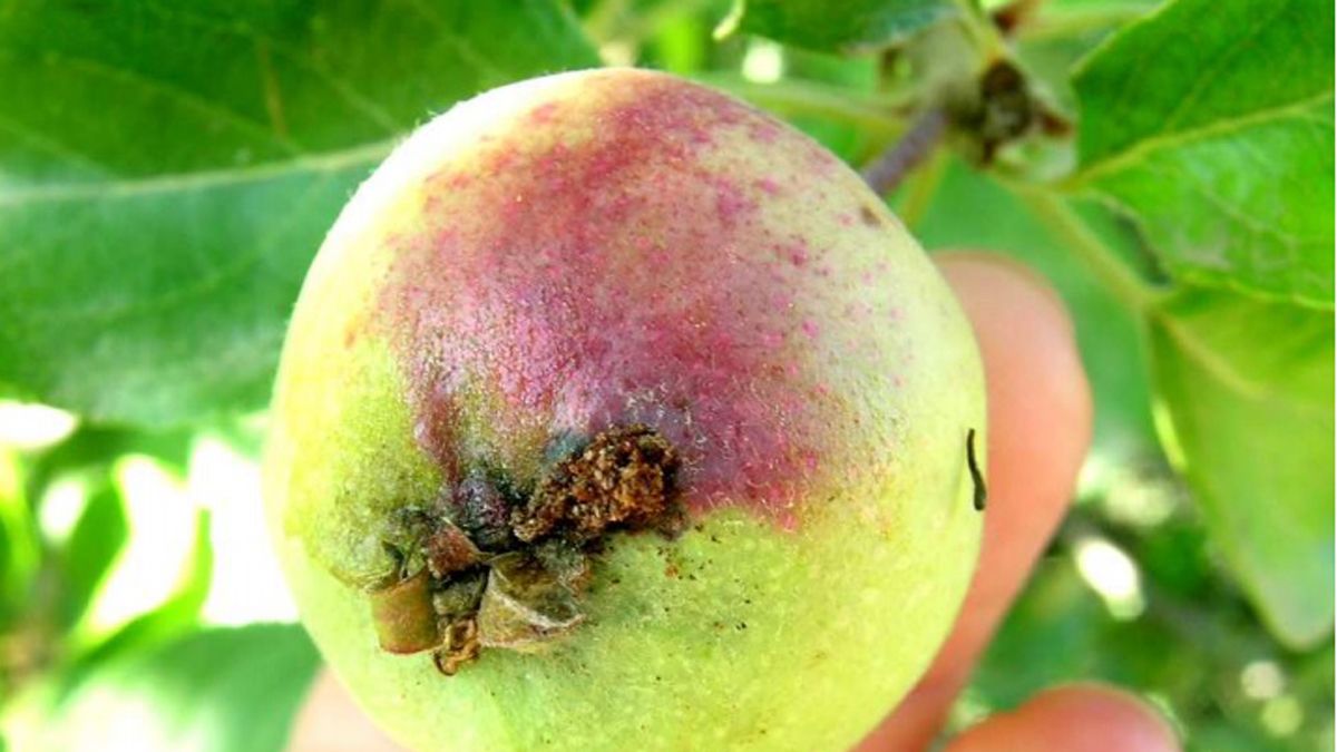 Imagen de presencia de barreno en una manzana. | Estación de Avisos