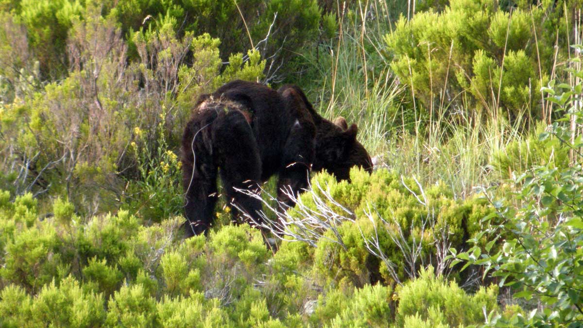 Un oso herido por uno de estos lazos que se colocan en los montes de forma ilegal | ICAL