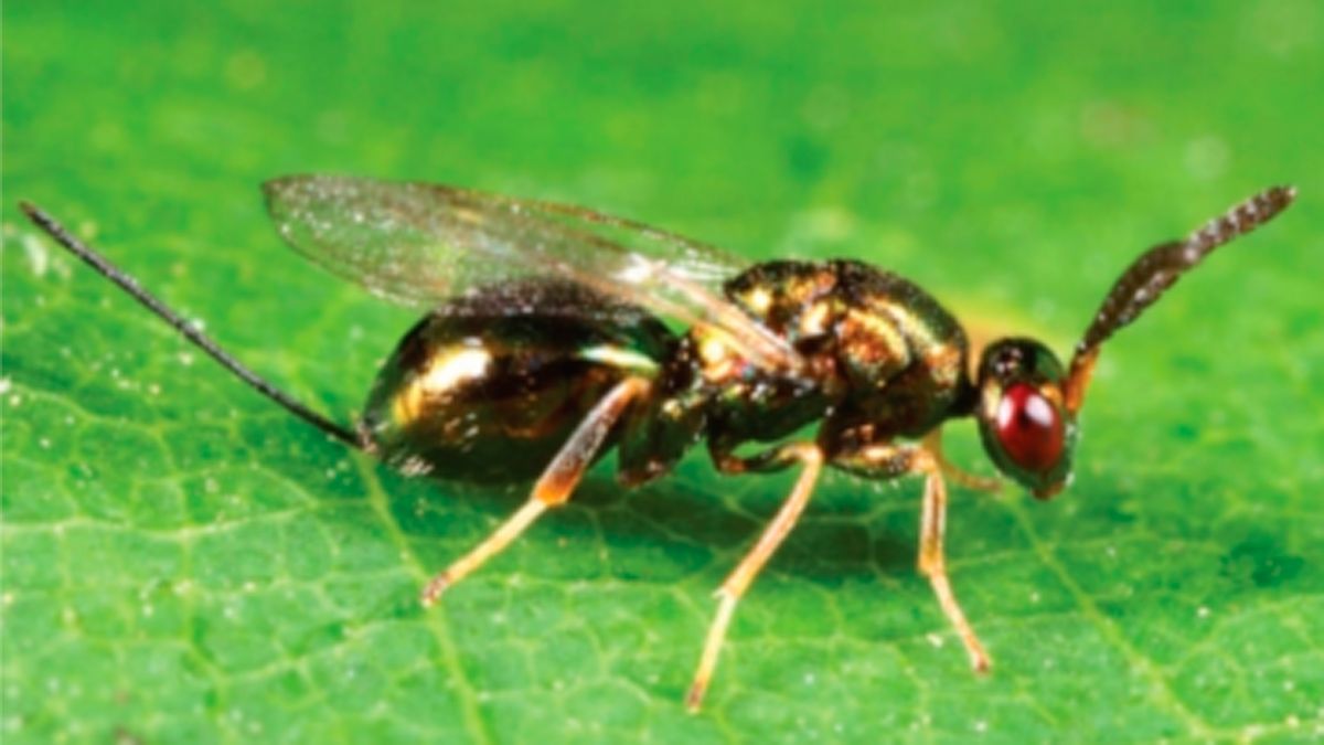 La suelta del Torymus es la única forma de control de la avispilla. | AGROINFORMACIÓN