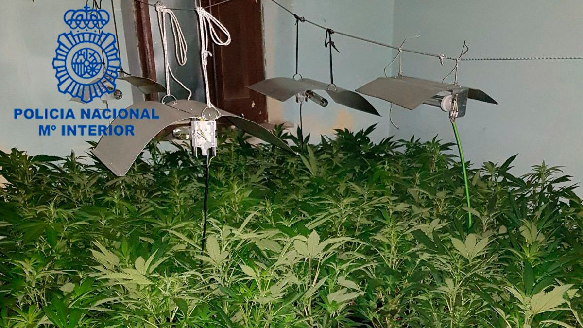 marihuana-24518.jpg