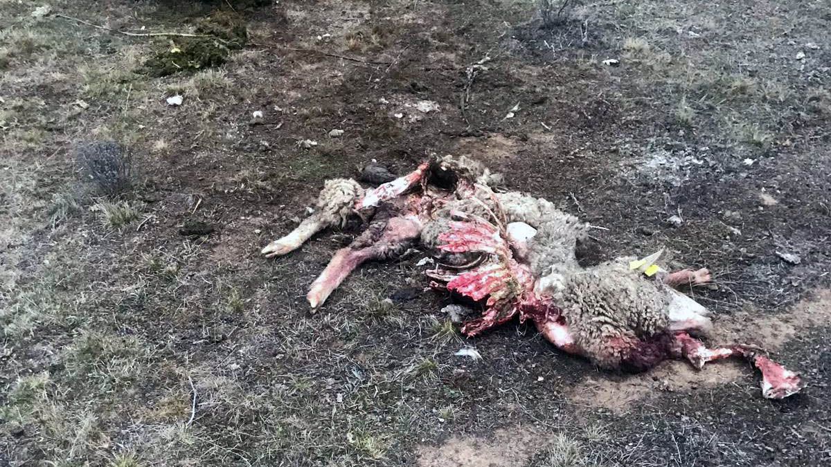 Imagen del cadáver de una oveja después de haber sufrido el ataque del lobo. | L.N.C.