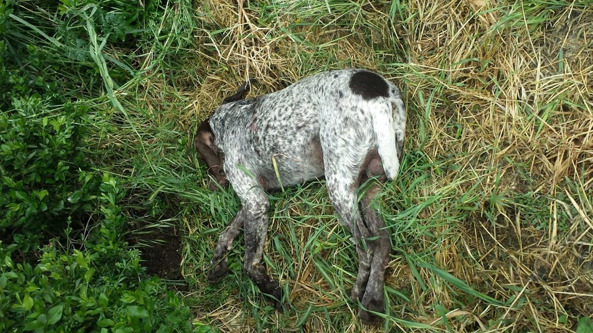 Imagen del animal muerto difundida por la Unidad de Rescate y Defensa Animal de León. | L.N.C.