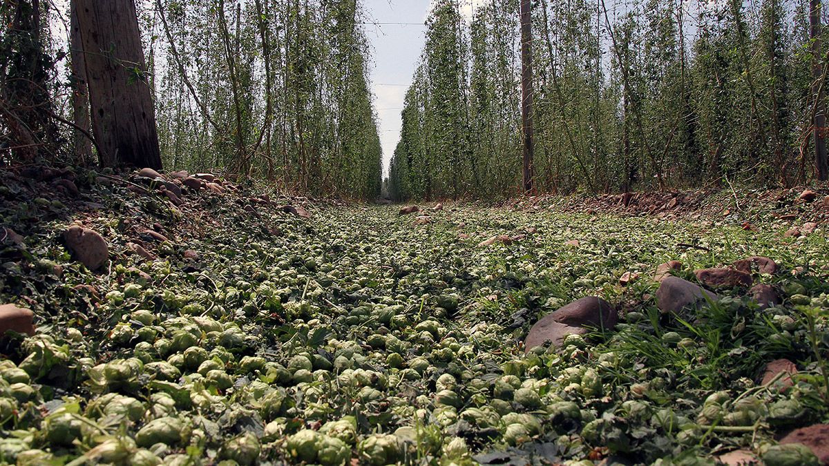 Plantación de lúpulo arrasada por el granizo el año pasado. | ICAL