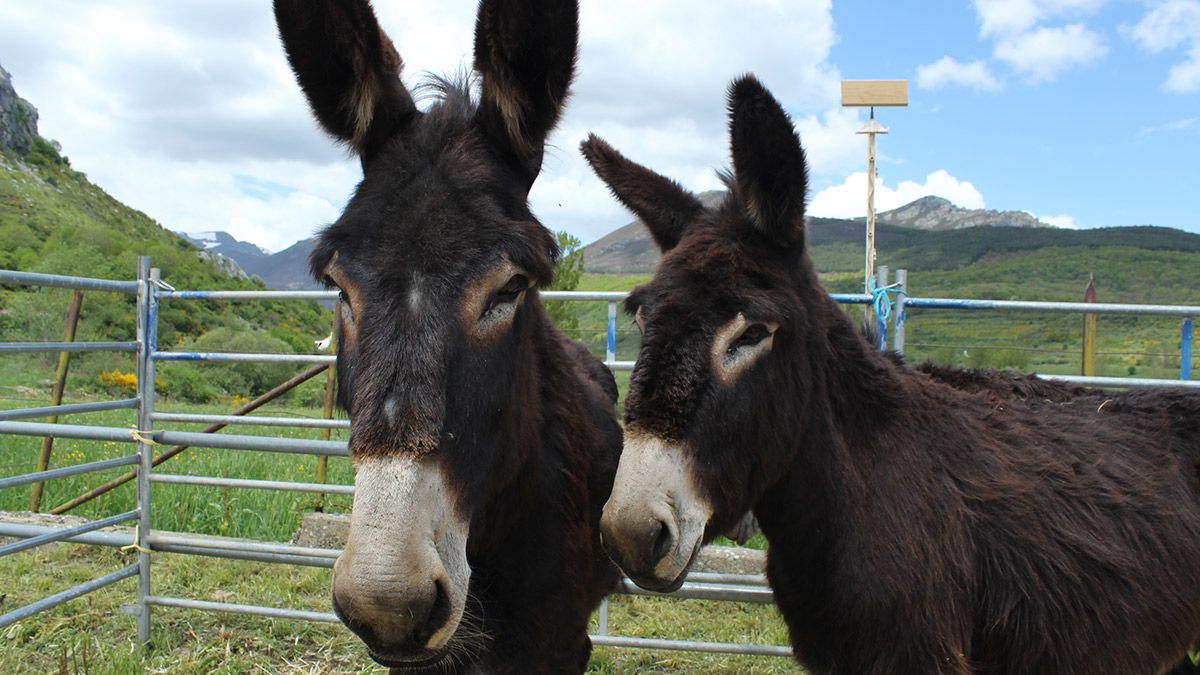 En esta edición el certamen ha dado cabida a otro tipo de animales. | HURTADO