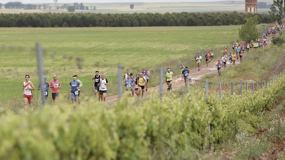 El reguero de corredores transita entre los viñedos durante un instante de la prueba. | SAÚL ARÉN