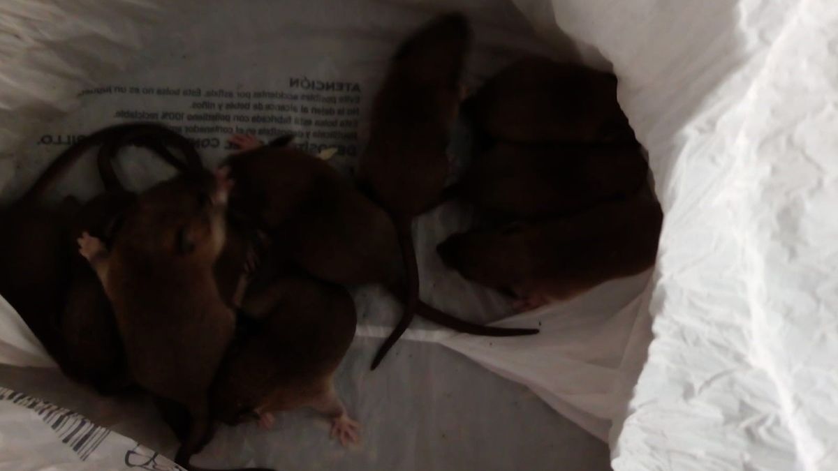 Algunos de los roedores hallados por los vecinos de Villabalter. | L.N.C.