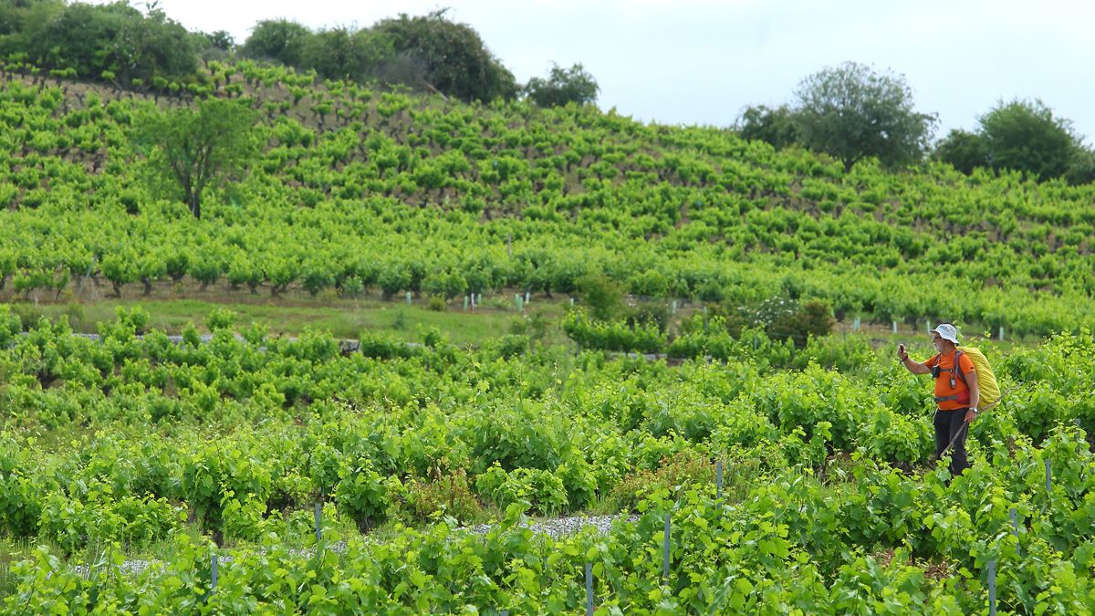 Viñas de la D. O. Vinos del Bierzo. | C.S. (ICAL)