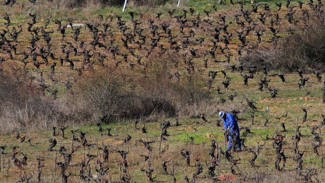 Imagen de archivo de un viñedo del Bierzo. | CÉSAR SÁNCHEZ (ICAL)