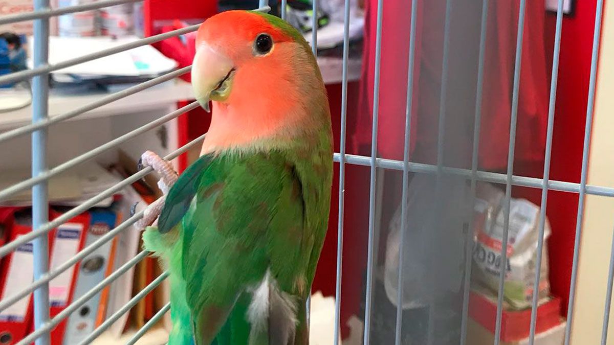 La policía había difundido fotos del pájaro.