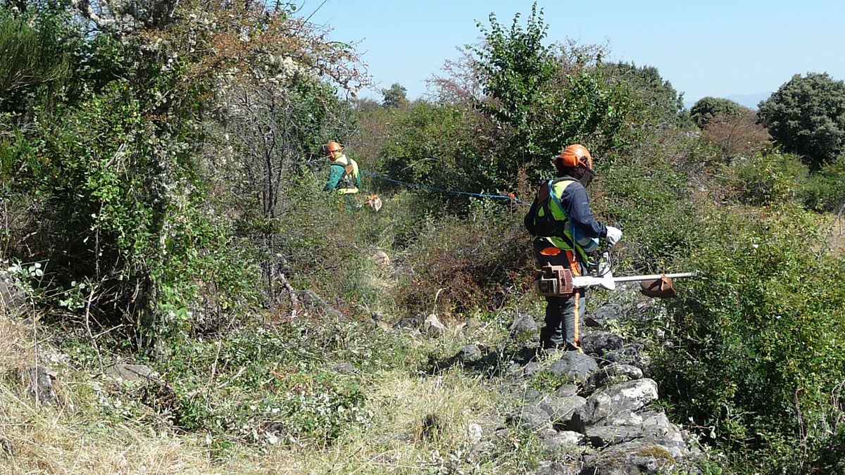 Una cuadrilla en trabajos de desbroce. | ICAL