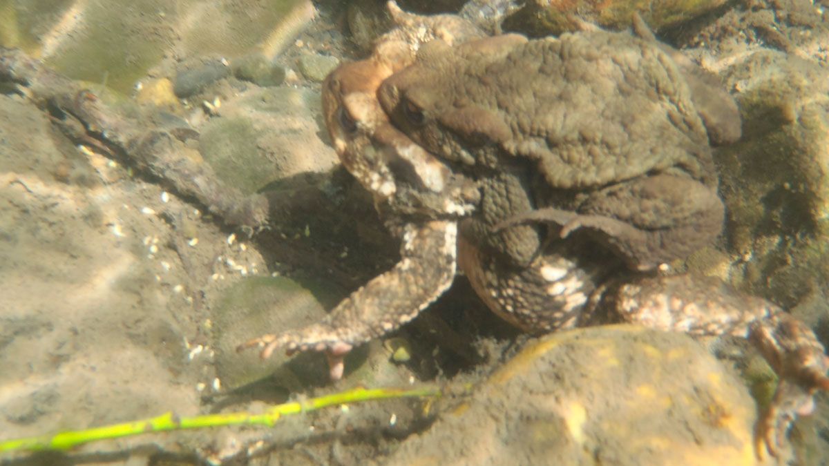 Sapos apareándose en el río Torío. | R.P.N.