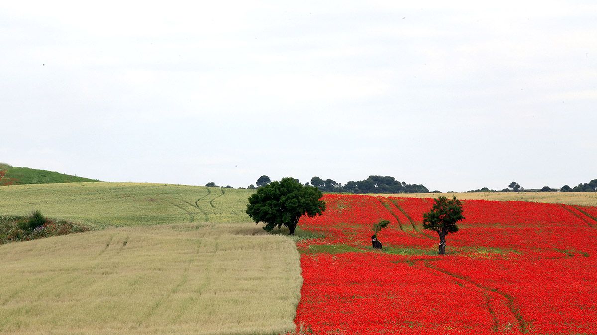 Campo de amapolas en Castilla y León. | RUBÉN CACHO (ICAL)