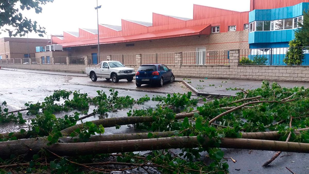 Caída de árboles por la tormenta de este miércoles en León. | L.N.C.
