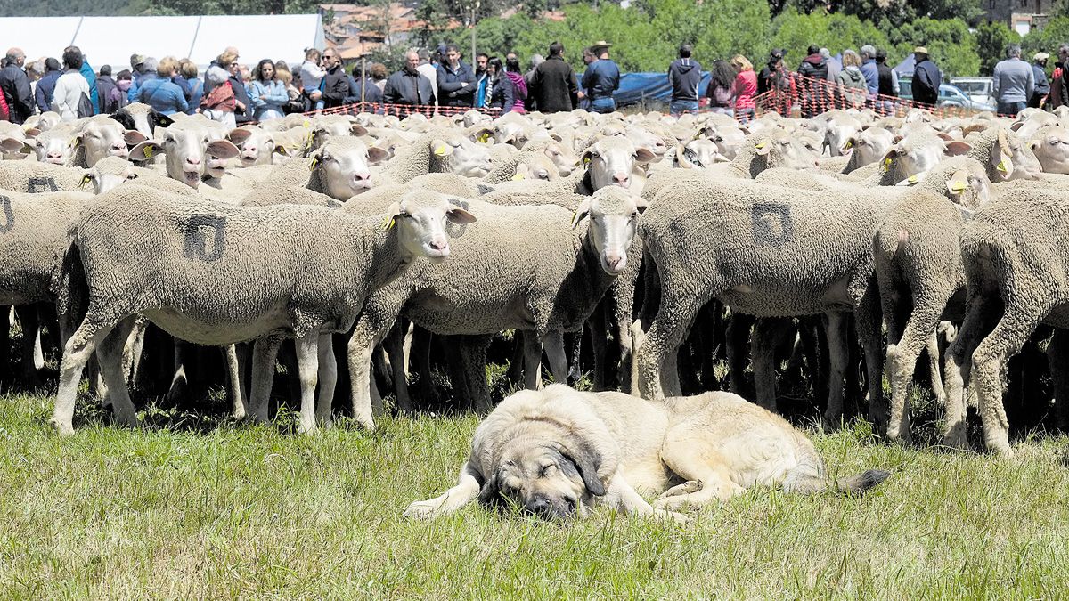 Imagen de archivo del recibimiento del rebaño de merinas, uno de los clásicos de esta fiesta. | DANIEL MARTÍN