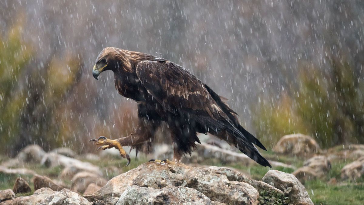 Imagen de un águila real. | REPORTAJE GRÁFICO: JAVIER VALLADARES