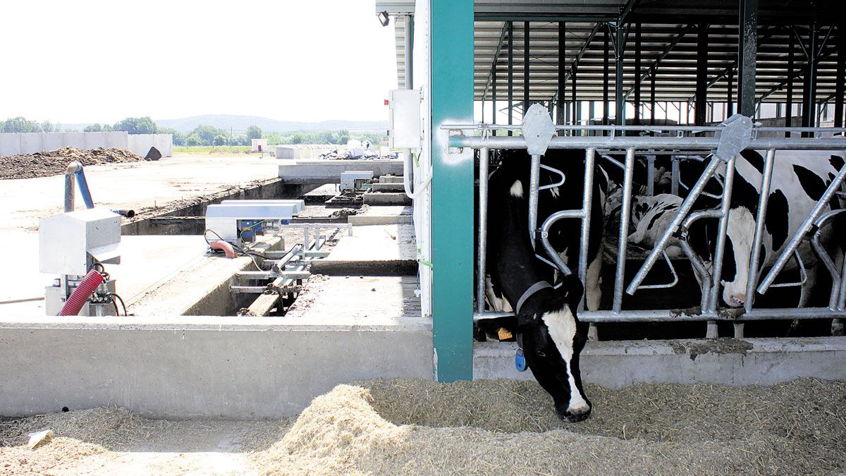Los deshechos sólidos de las vacas se secan y se depuran para su reciclado y su reutilización en las camas de las vacas. | TERESA GIGANTO